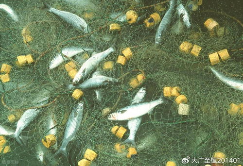 AquaTech 2026 馬來西亞漁業展覽會 領航漁業新紀元，驅動畜牧漁業飼料銷售創新